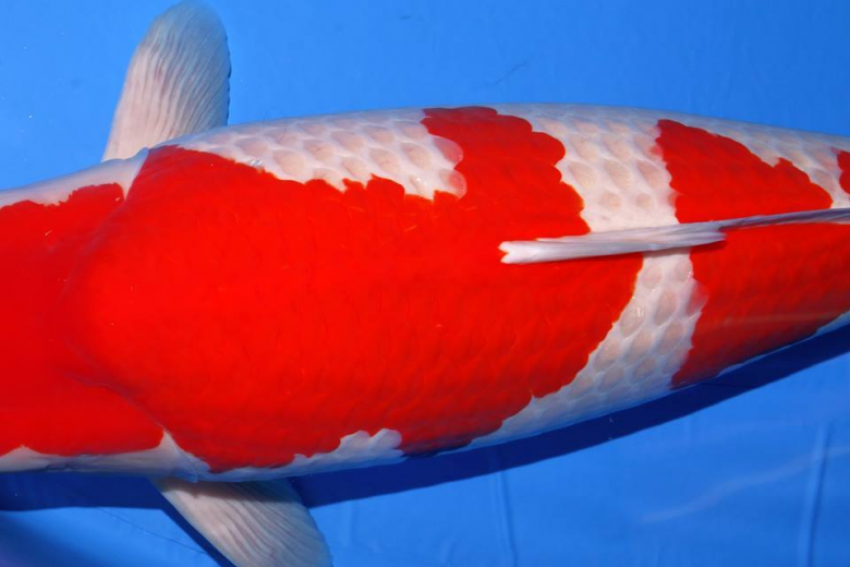 Menilai Kualitas Ikan Koi Kohaku
